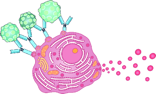 Anaphylaktische Reaktion