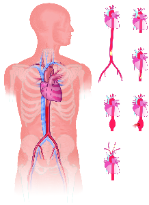 Aorta