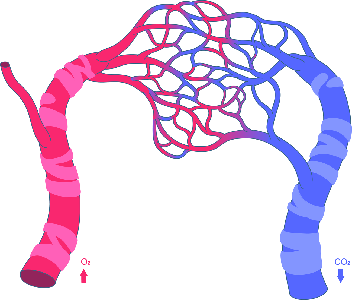 Arteriole