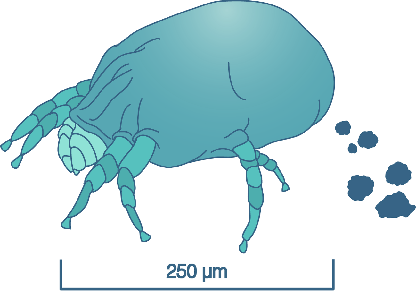Hausstaubmilbe
