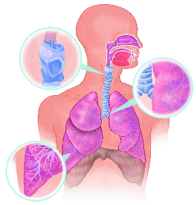Lungenanatomie