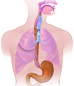 Oesophagus